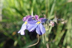 Monopsis decipiens