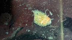 Aeolidia