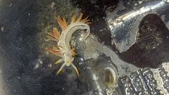 Coryphella trilineata