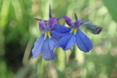 Monopsis decipiens