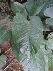 Alocasia