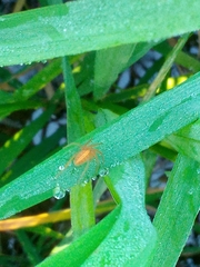 Larinia