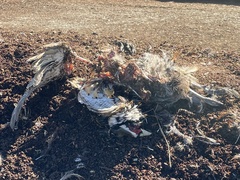 Phasianus colchicus pallasi