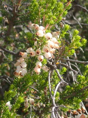Erica glomiflora