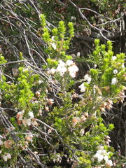 Erica glomiflora