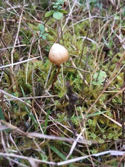 Psilocybe semilanceata