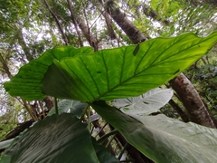 Alocasia