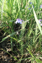 Monopsis decipiens