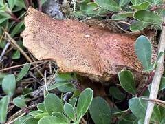 Suillus tomentosus