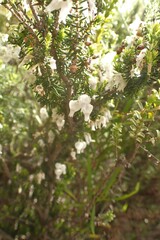 Erica glomiflora