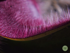 Stapelia grandiflora