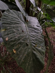 Alocasia