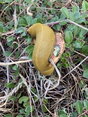 Suillus tomentosus