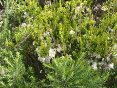 Erica glomiflora