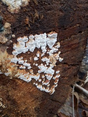 Neoantrodia serialis