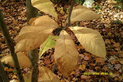 Magnolia