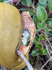 Suillus tomentosus