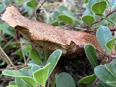 Suillus tomentosus