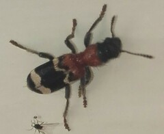 Thanasimus formicarius