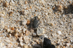 Cicindela oregona oregona