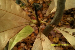 Magnolia