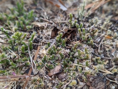 Selaginellaceae
