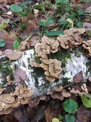 Trichaptum biforme