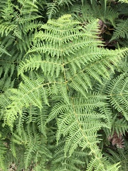 Pteridium aquilinum capense