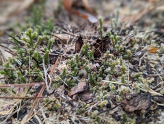 Selaginellaceae