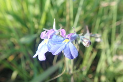 Monopsis decipiens