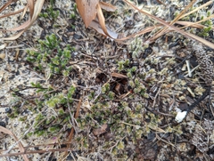 Selaginellaceae
