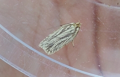 Agonopterix umbellana