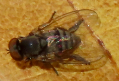 Lindneromyia
