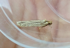 Agonopterix umbellana