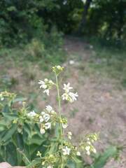 Vincetoxicum hirundinaria