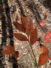 Vaccinium corymbosum