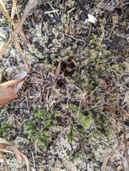 Selaginellaceae