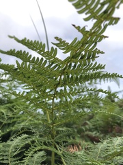 Pteridium aquilinum capense