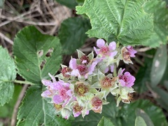 Rubus rigidus