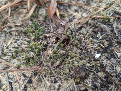 Selaginellaceae