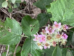 Rubus rigidus