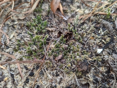 Selaginellaceae