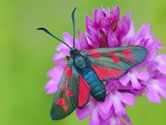 Zygaena viciae charon