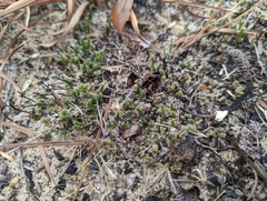 Selaginellaceae