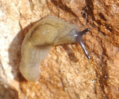 Milacidae