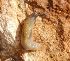 Milacidae