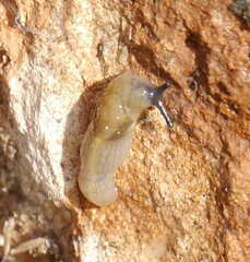Milacidae