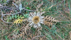 Carlina acaulis