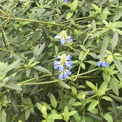 Salvia uliginosa