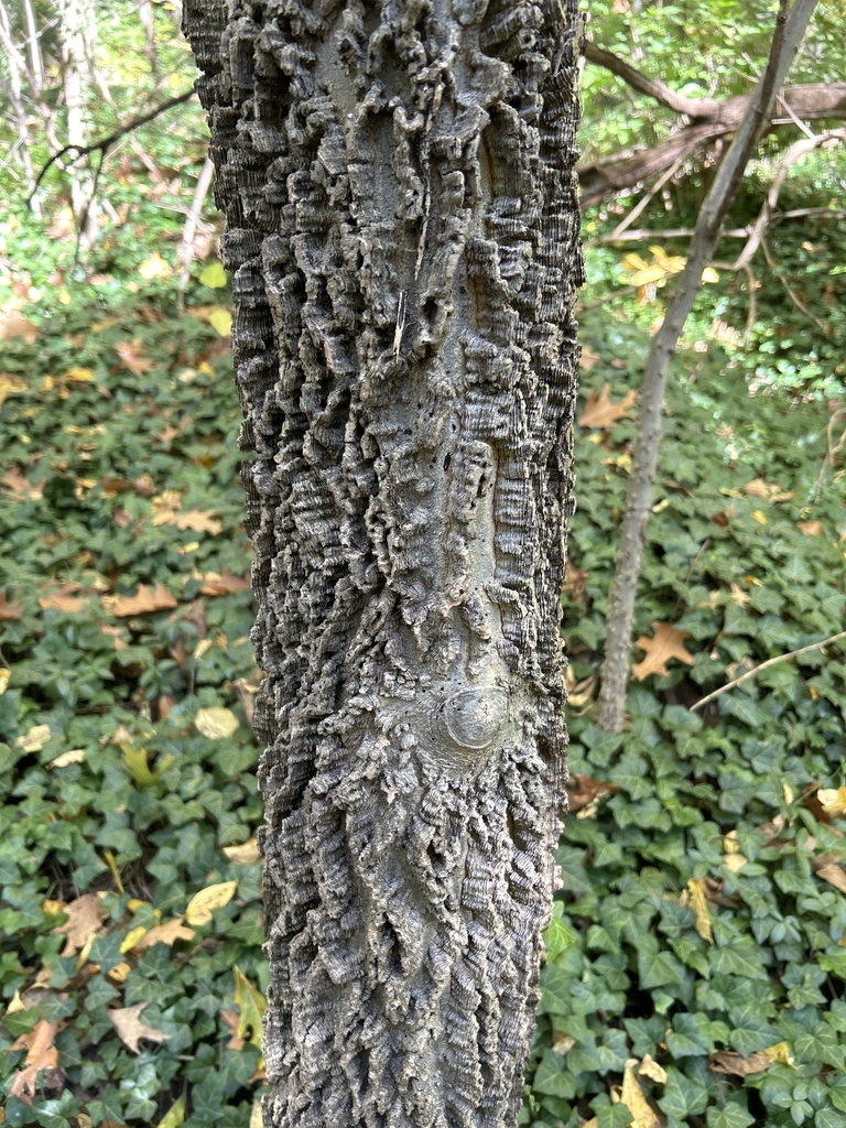 Hackberry Stumps common hackberry from Inwood Hill Park, New York, NY, US on October 29 ...